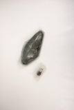 Lentille